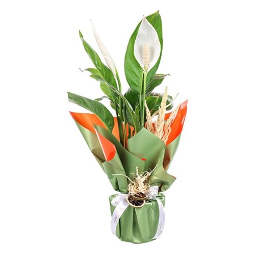 Peace Elegance Barış Çiçeği