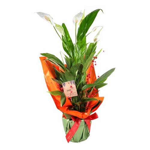 Peace Garden Spathifilyum Çiçeği