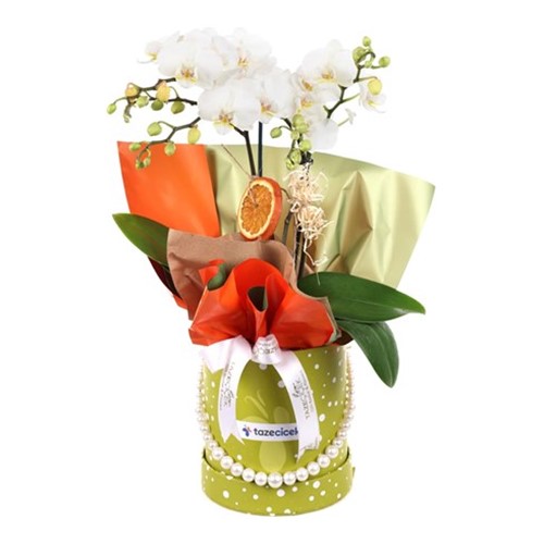 Pearl Orkide Aranjmanı