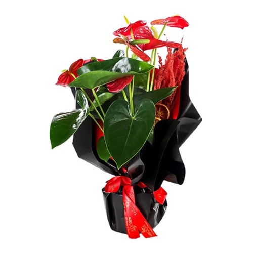 Perfect Red Saksı Antoryum Çiçeği