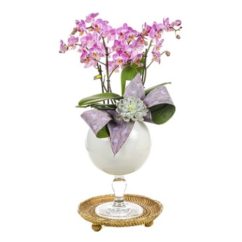 Pink Dotted Orchid