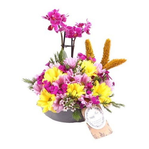 Royal Radiance Orkide Aranjmanı