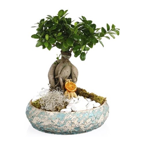 Seeds of Life Bonsai