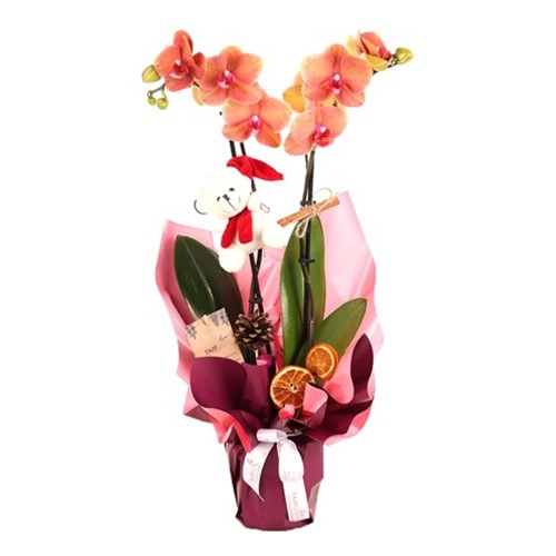 Snowman Çift Dal Ateş Orkide