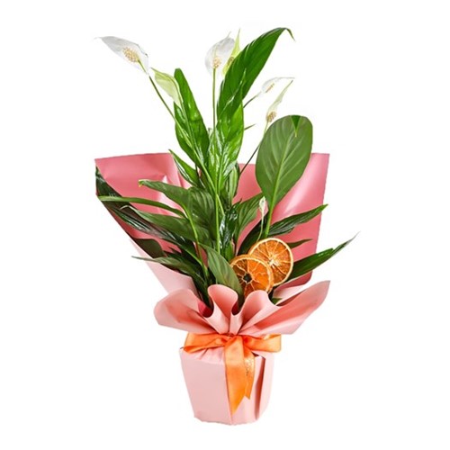 Spathiphyllum Affection
