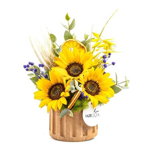 Sunflower Light