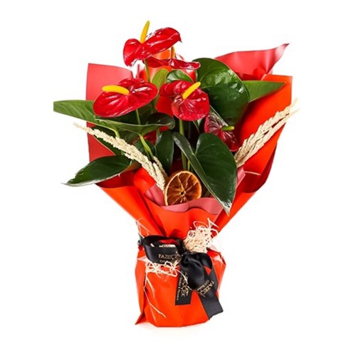 Sunny Smile Saksı Antoryum Çiçeği