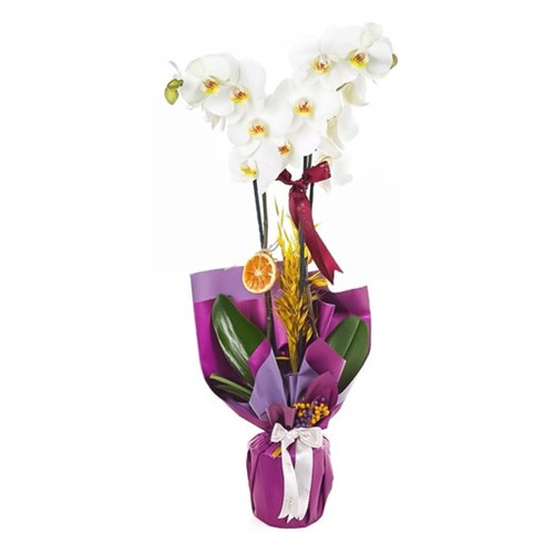 Sweet Blueberry Orkide