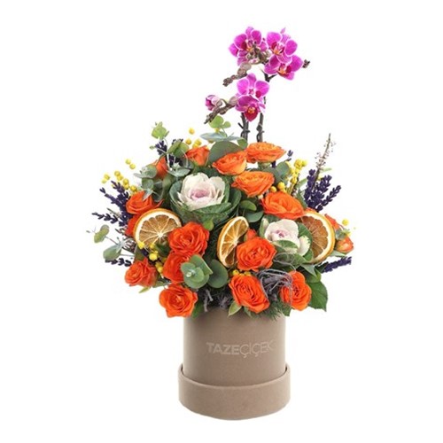 Sweet Color Serial Purple Orkide