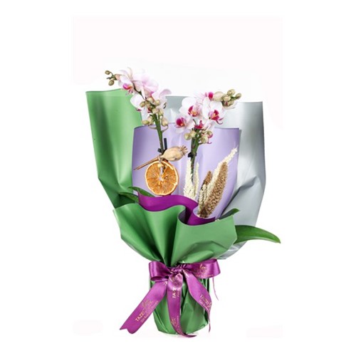 Sweet Midi Orkide Çiçeği