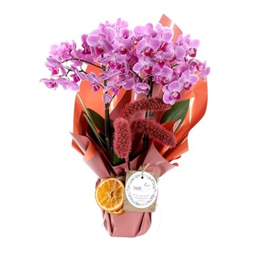 Sweet & Pretty Premium Orkide