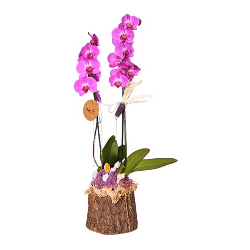 Sweet Purple Double Orkide