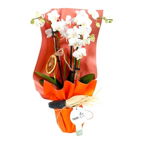 The Best & The Wonderful Orkide