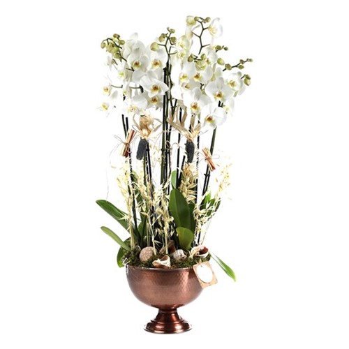 The Earth Fairy Orkideler