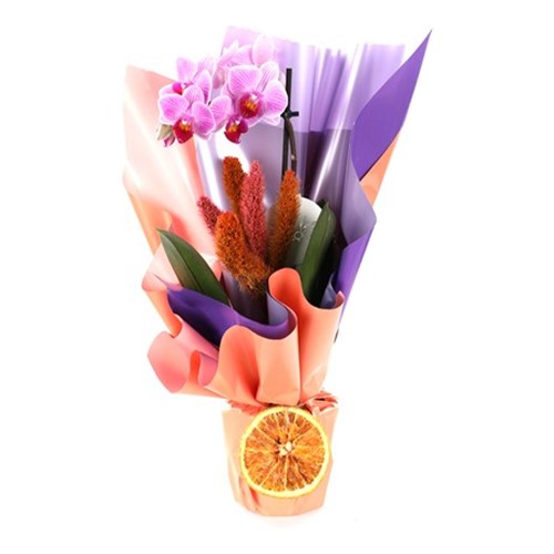 The+Enjoy+Sweet+Orkide