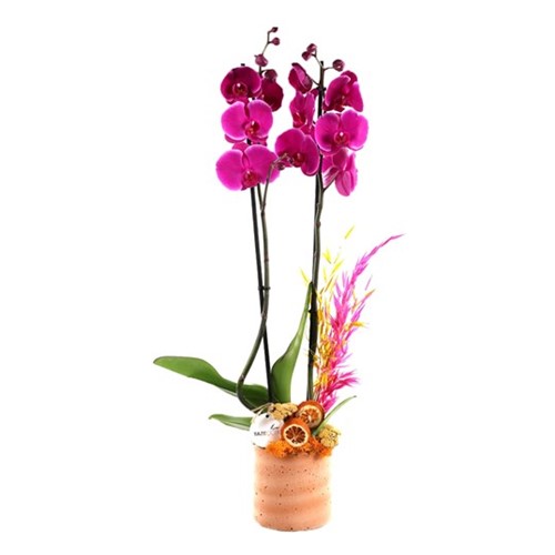 The Millie Double Purple Orkide