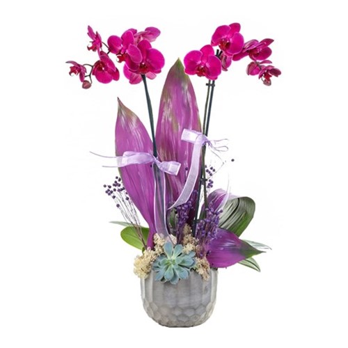 The Sweetest Color Orkide