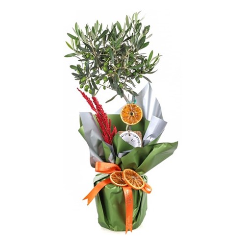 Tranquil Oasis Zeytin Ağacı 60cm