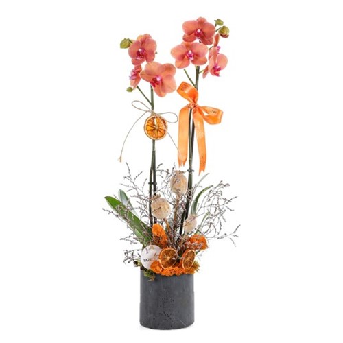 Tropical Flame Orkide