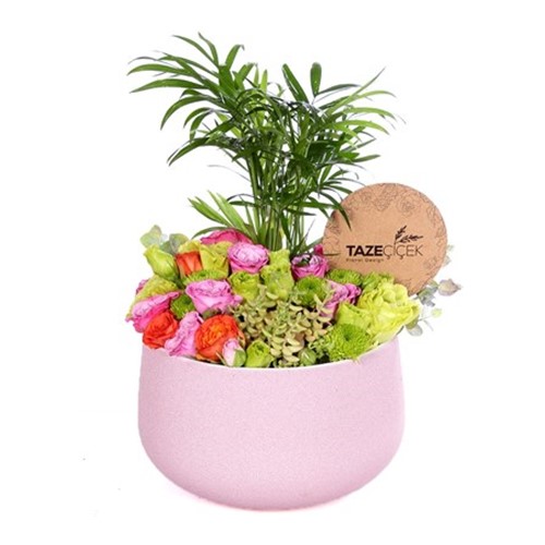 Tropical Island Teraryum