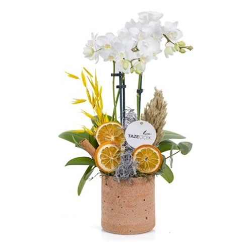 Tropical Premium Orkide Design