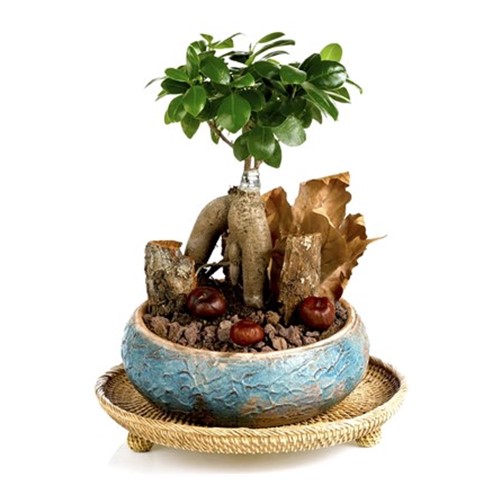 True Affection Bonsai