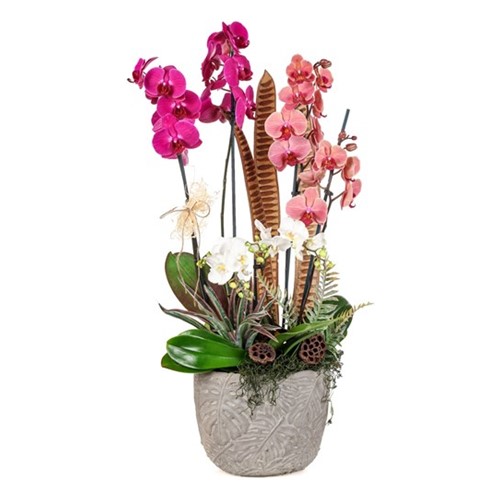 Velvet&Pearl Harmony