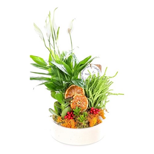 Vibrant Spirit Green Oasis