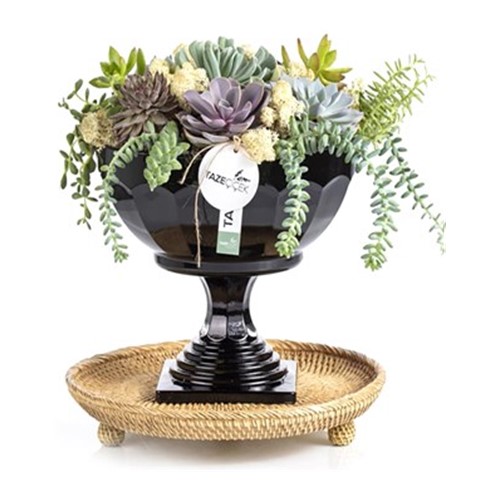 Vintage Smile Succulent Garden