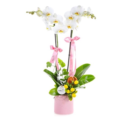 White & Lemon Orkide