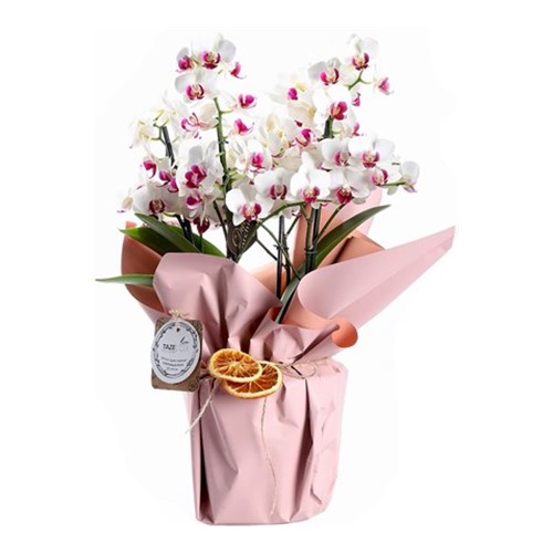 White Story Multi Bloom Orkide