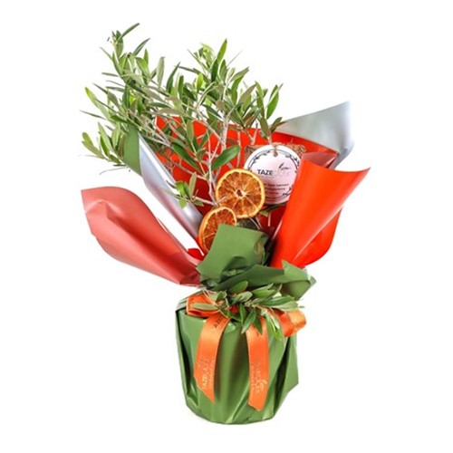 Yeşil Cennet Zeytin Ağacı 40cm