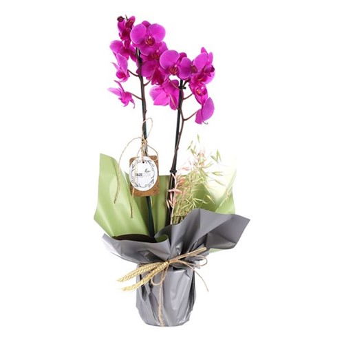 Your Style Mor Orkide